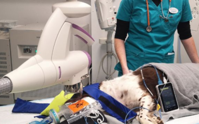 Radiothérapie superficielle en médecine vétérinaire : cas réels