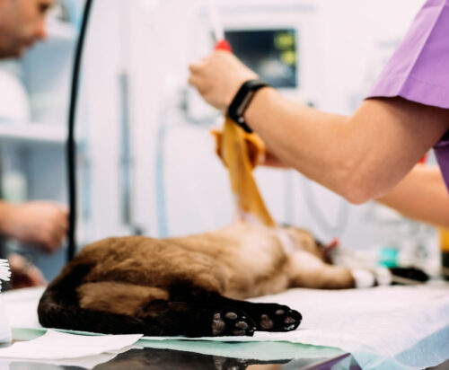Entrega de radioterapia de ortovoltaje de 300 kV para medicina veterinaria