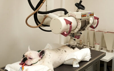 Using Radiation Therapy in the Veterinary Practice